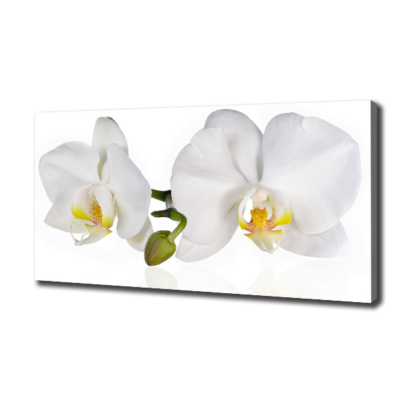 Foto obraz canvas Orchidea