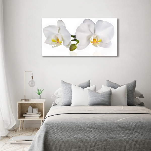 Foto obraz canvas Orchidea