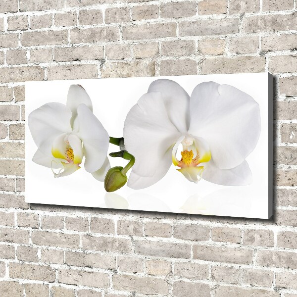 Foto obraz canvas Orchidea