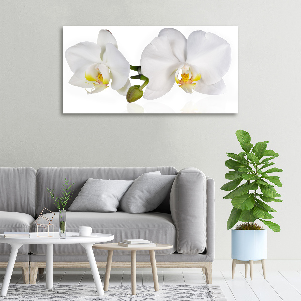 Foto obraz canvas Orchidea