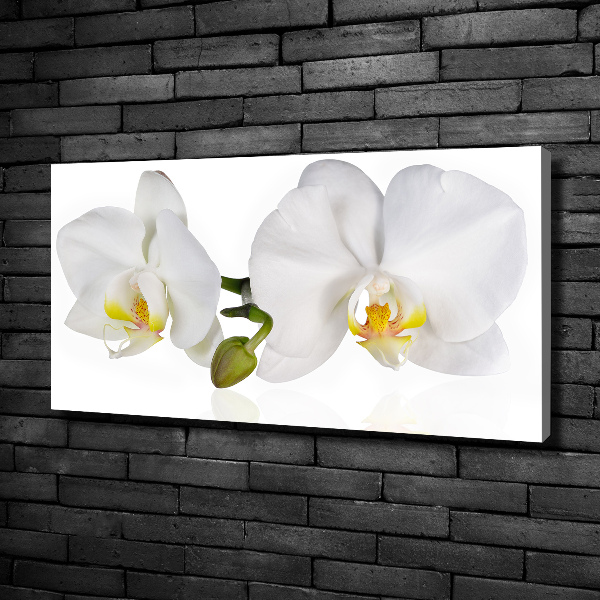 Foto obraz canvas Orchidea