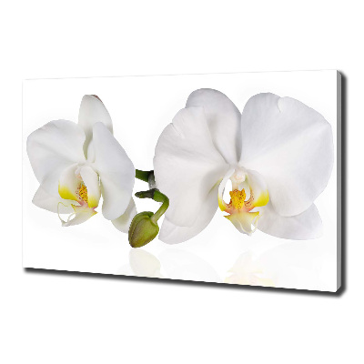 Foto obraz canvas Orchidea