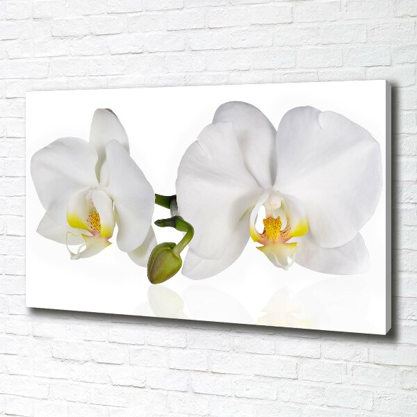 Foto obraz canvas Orchidea