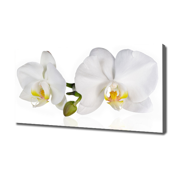 Foto obraz canvas Orchidea