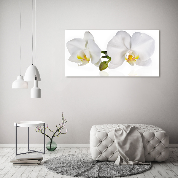 Foto obraz canvas Orchidea