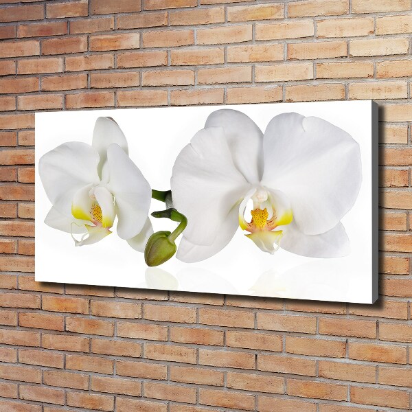 Foto obraz canvas Orchidea