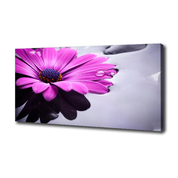 Foto obraz canvas Gerbera