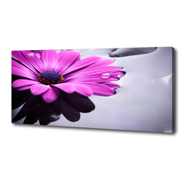 Foto obraz canvas Gerbera