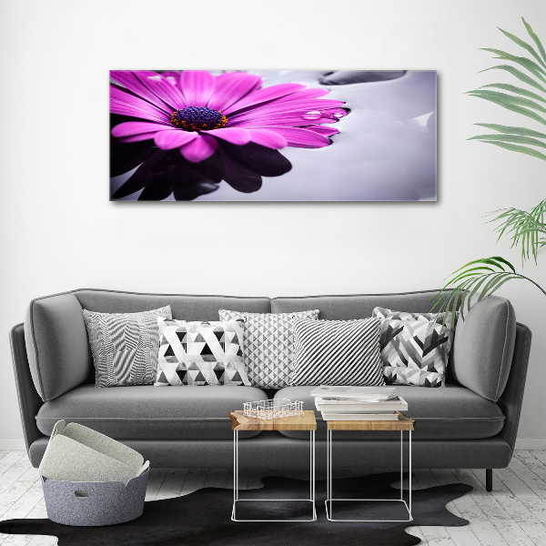 Foto obraz canvas Gerbera