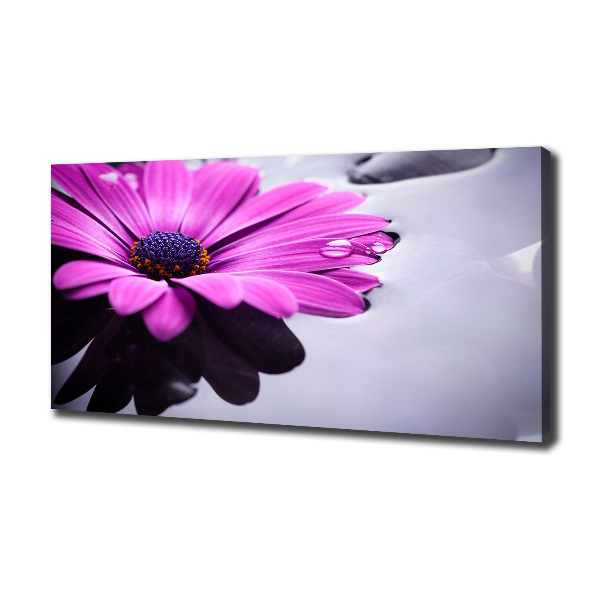 Foto obraz canvas Gerbera