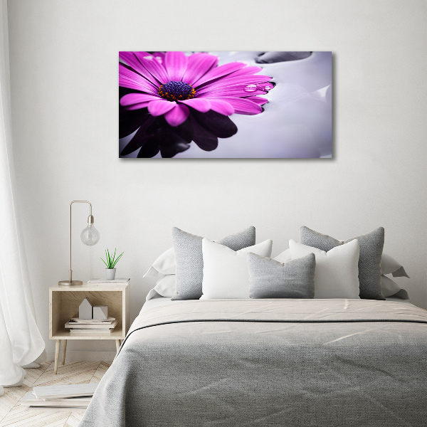 Foto obraz canvas Gerbera