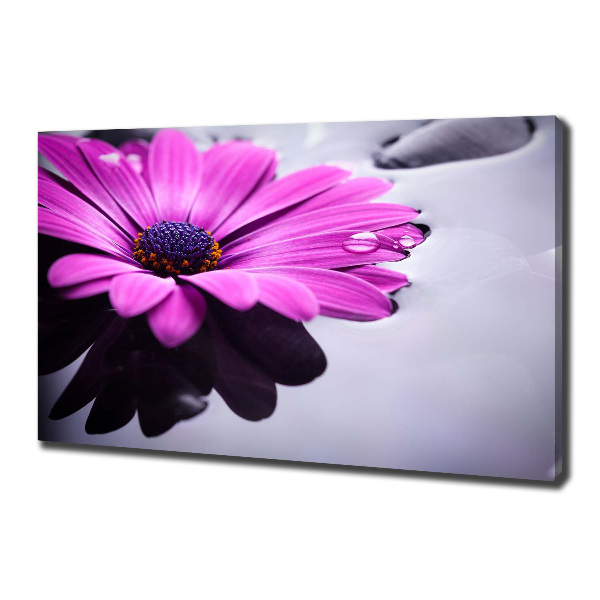 Foto obraz canvas Gerbera