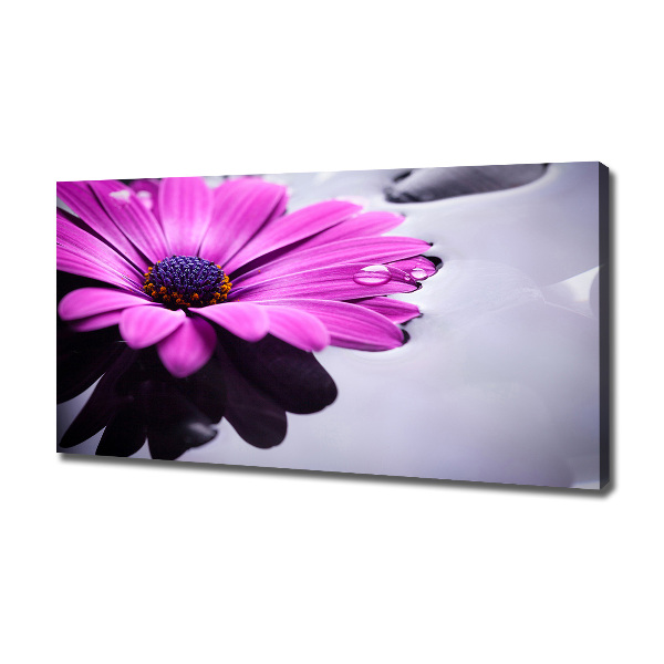 Foto obraz canvas Gerbera