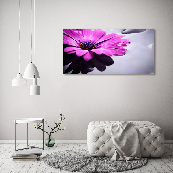 Foto obraz canvas Gerbera