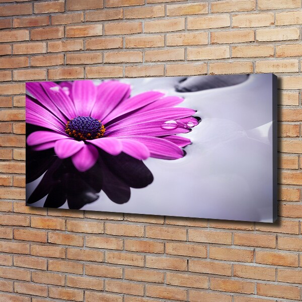 Foto obraz canvas Gerbera