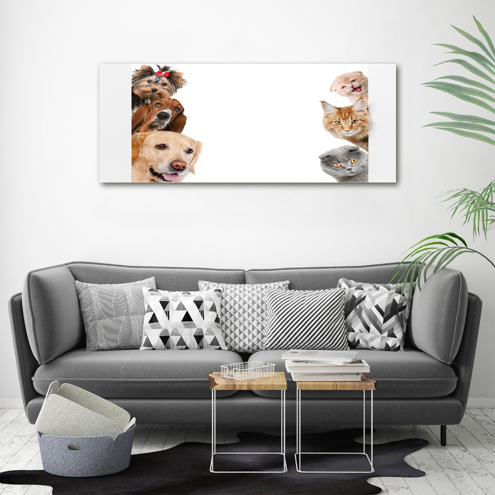 Foto obraz canvas Psy i koty