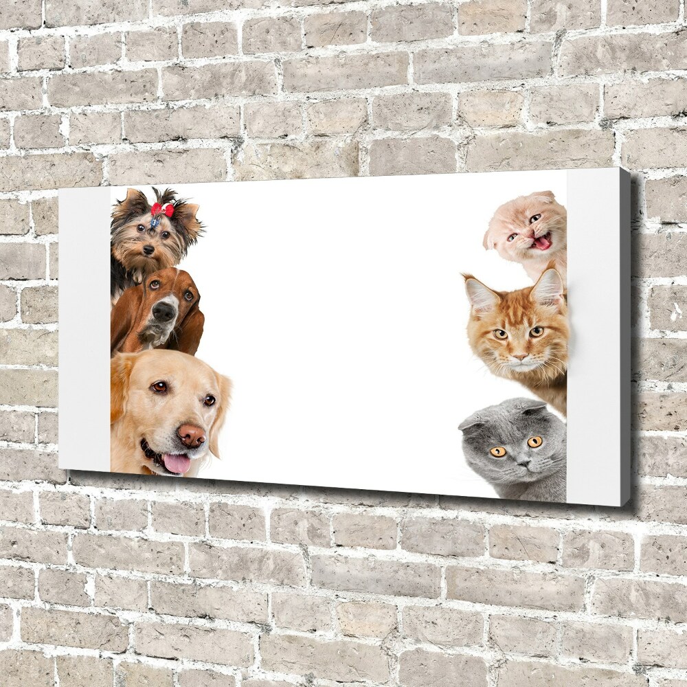 Foto obraz canvas Psy i koty
