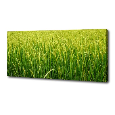 Foto obraz canvas Pole ryżowe