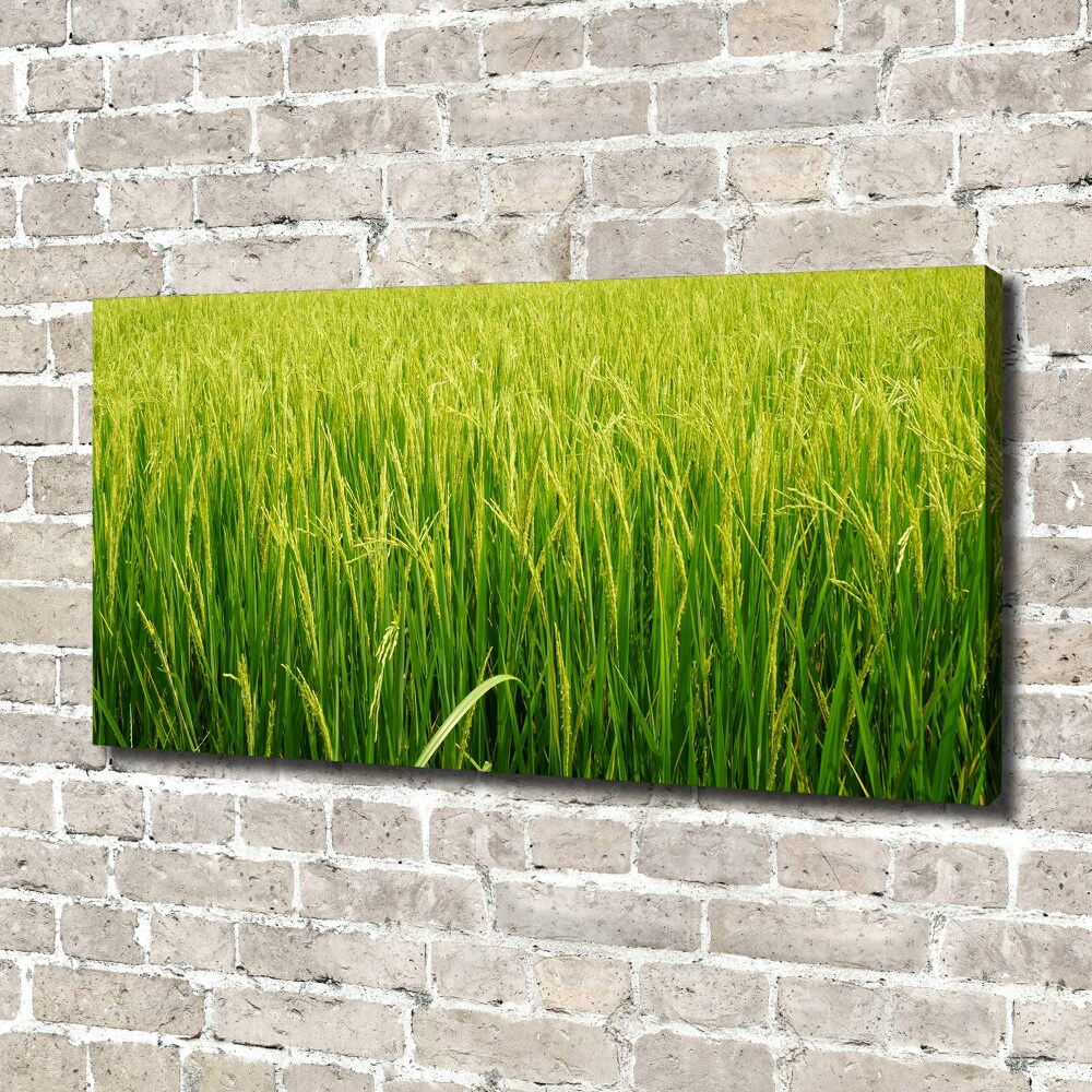 Foto obraz canvas Pole ryżowe