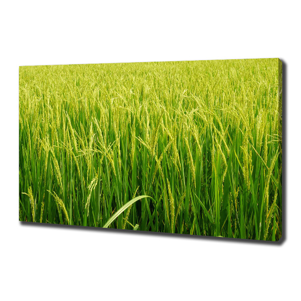 Foto obraz canvas Pole ryżowe
