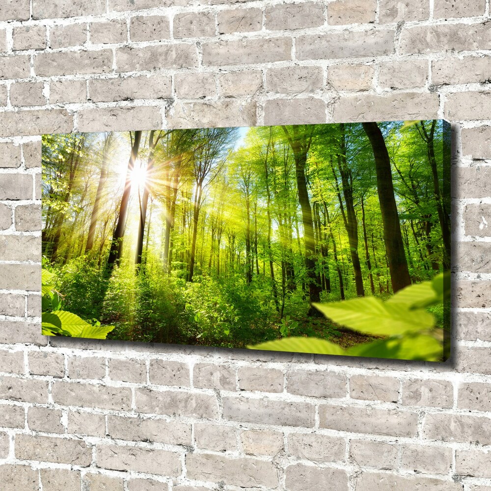 Duży Foto obraz na płótnie Las w słońcu