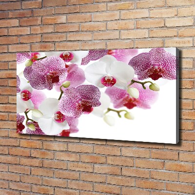 Foto obraz canvas Orchidea