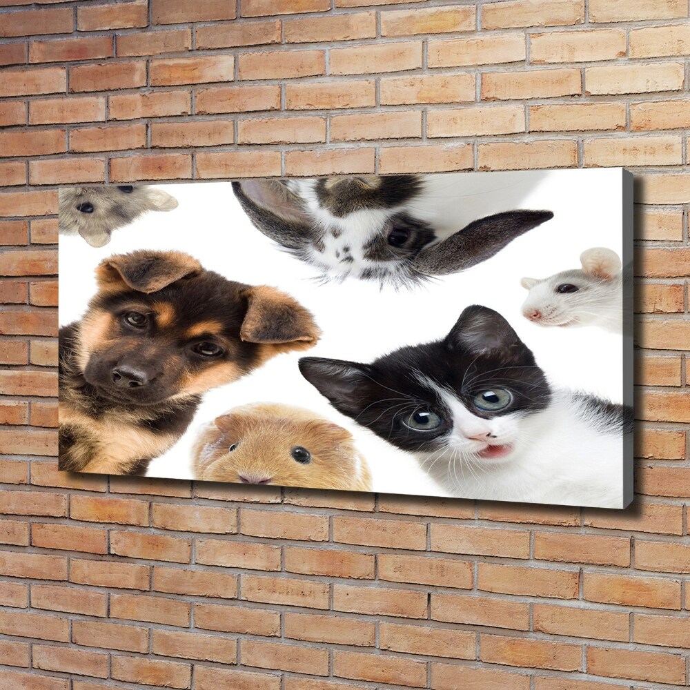 Obraz canvas do salonu Zwierzęta domowe