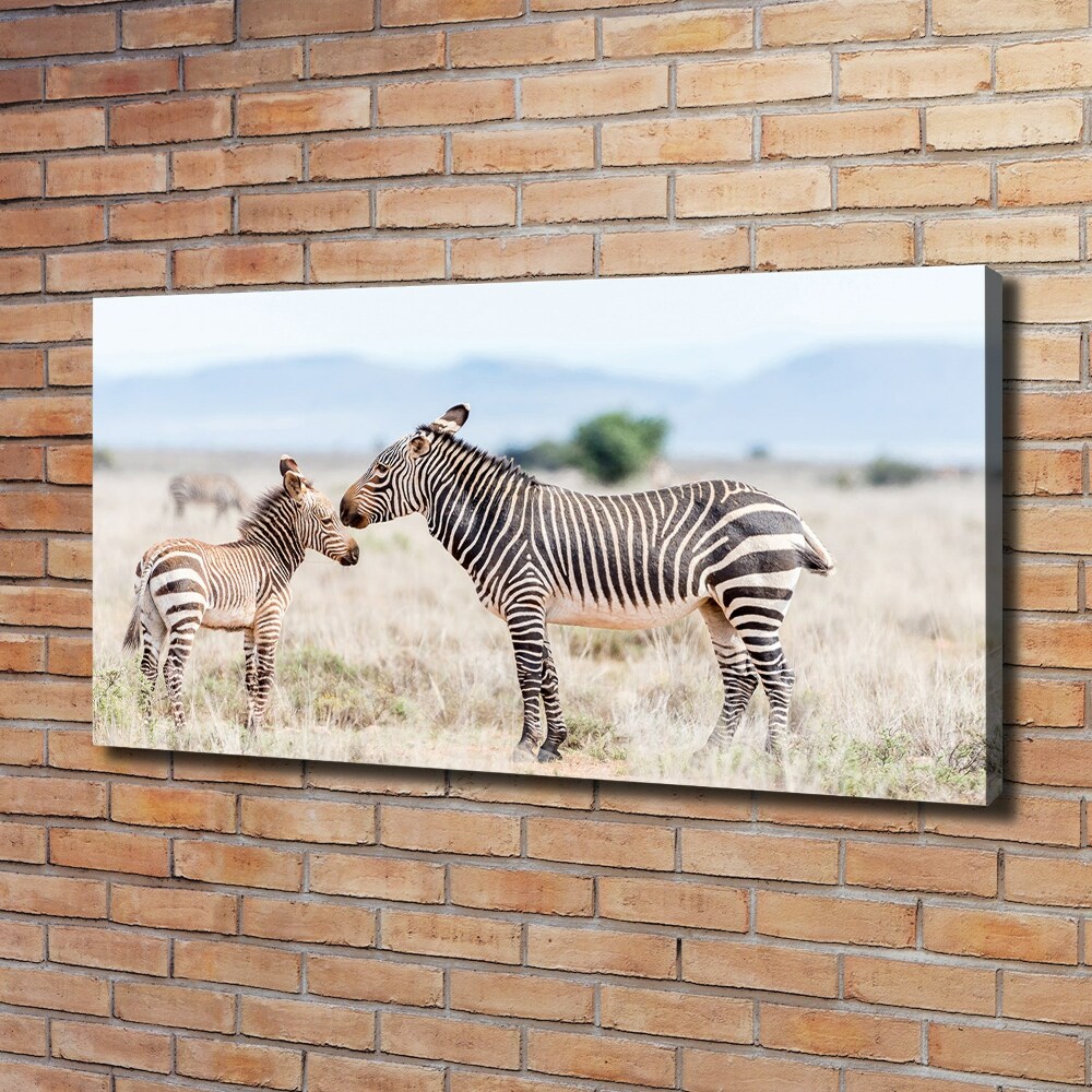 Foto obraz na płótnie Zebry w górach