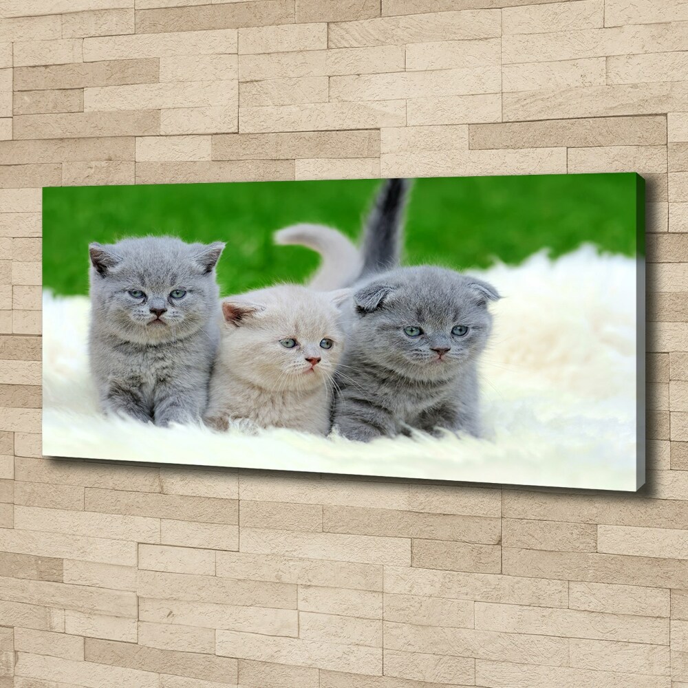Foto obraz na płótnie Trzy koty na kocu