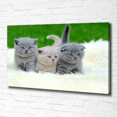 Foto obraz na płótnie Trzy koty na kocu
