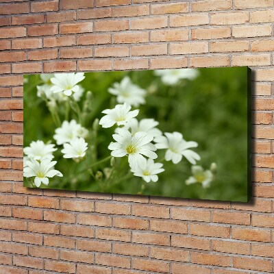 Foto obraz na płótnie Wiosenne kwiaty