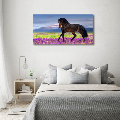 Foto obraz na płótnie Koń na polu lawendy