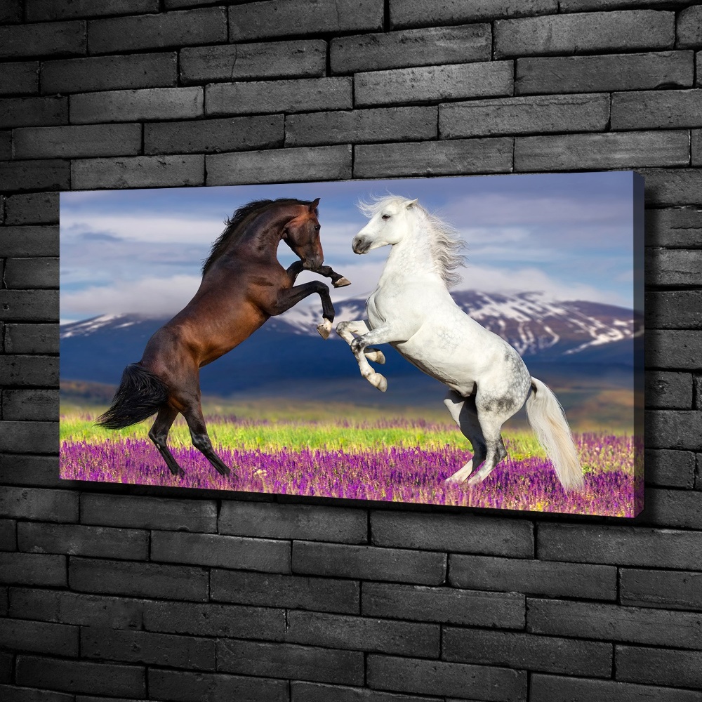 Foto obraz na płótnie Walczące konie góry