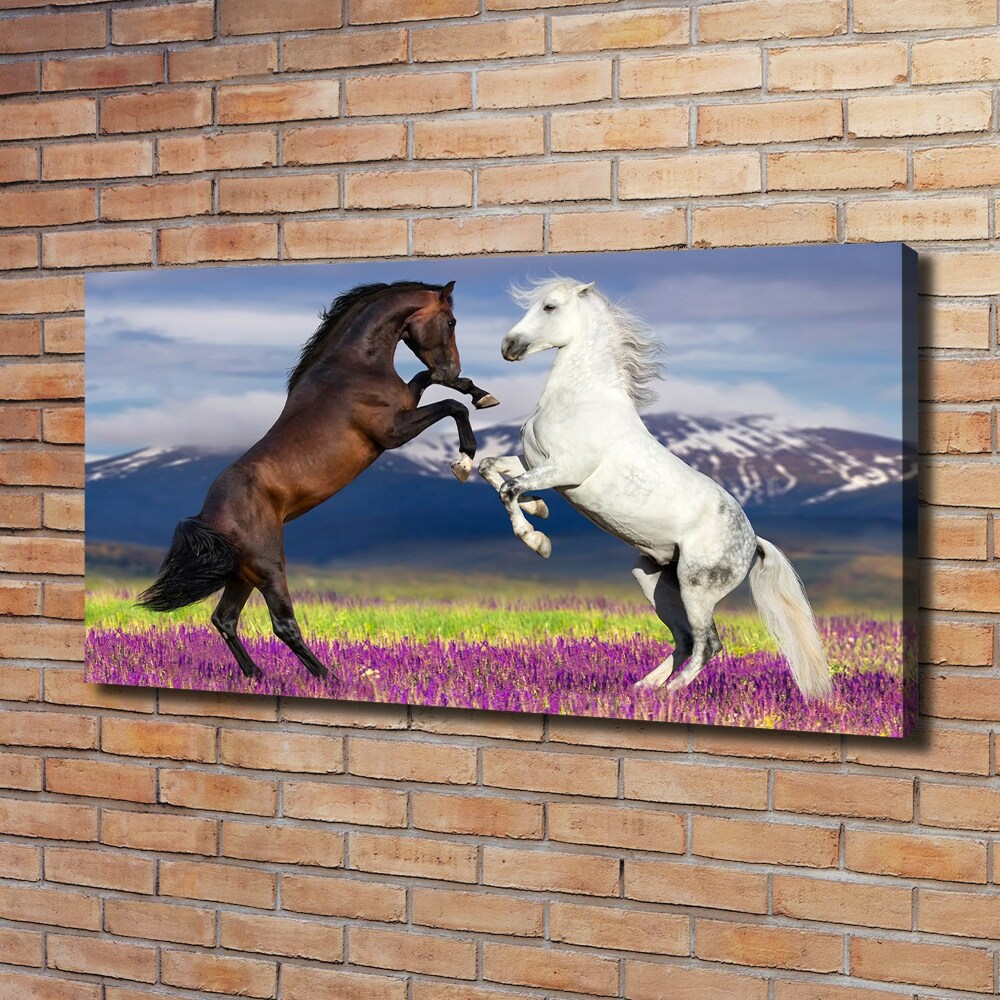 Foto obraz na płótnie Walczące konie góry