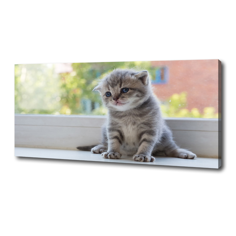 Foto obraz na płótnie Mały kot przy oknie