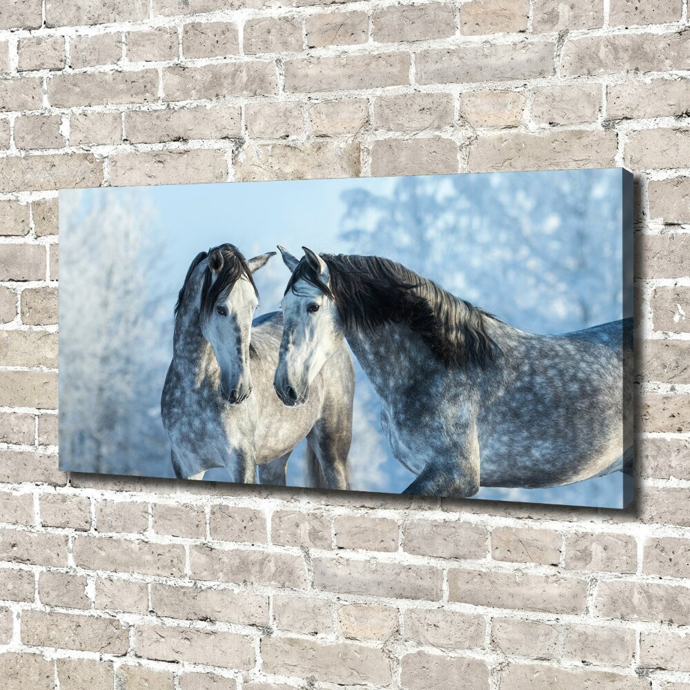 Foto obraz na płótnie Szare konie zimą