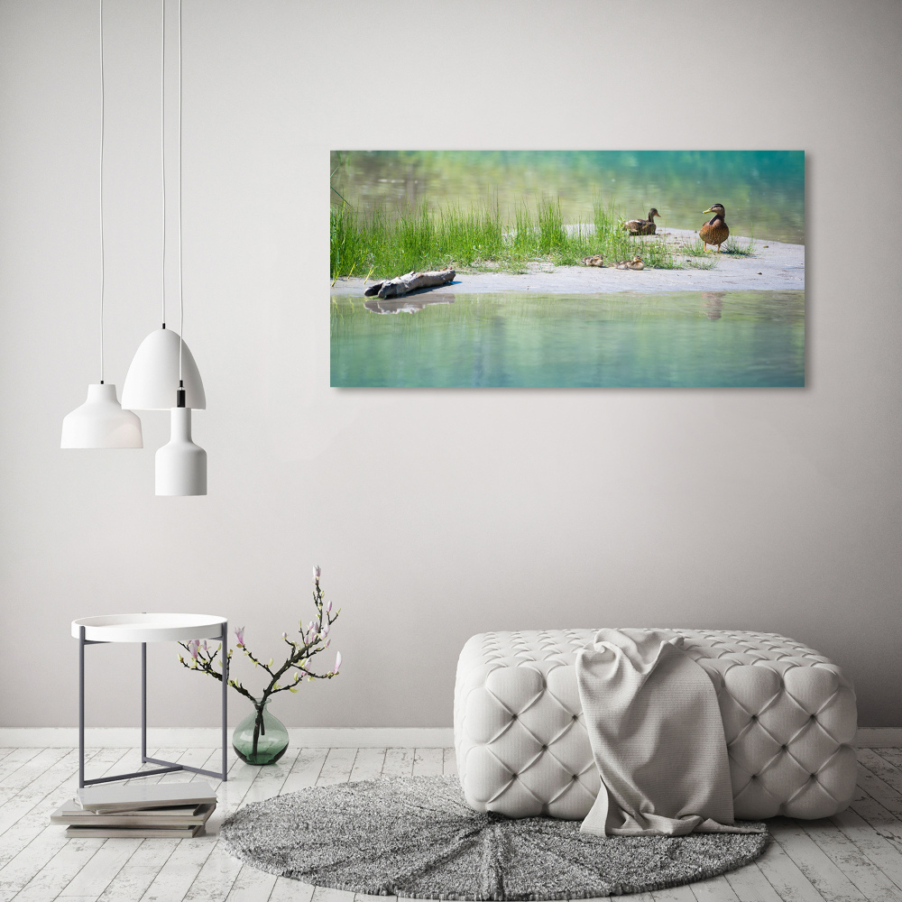 Foto obraz na płótnie Kaczki nad wodą