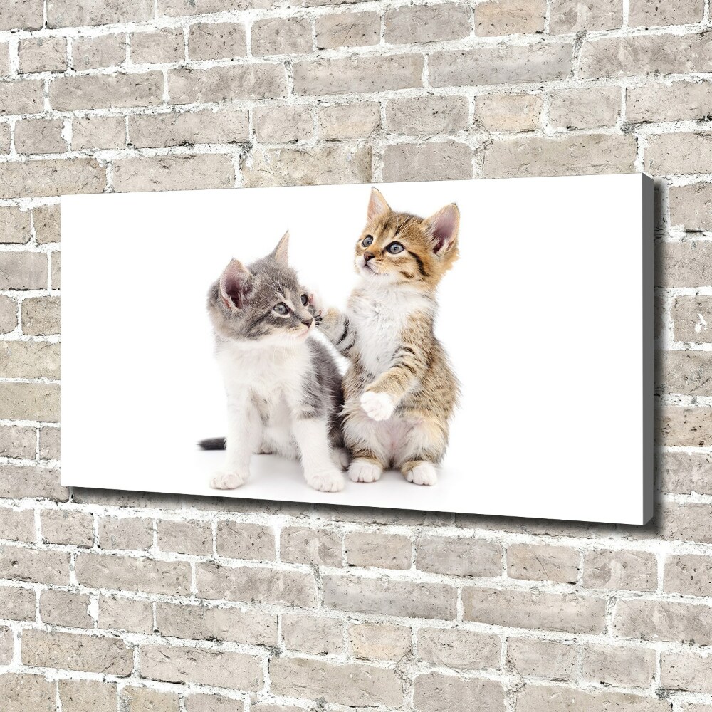 Foto obraz na płótnie Dwa małe koty