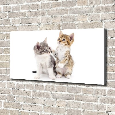 Foto obraz na płótnie Dwa małe koty