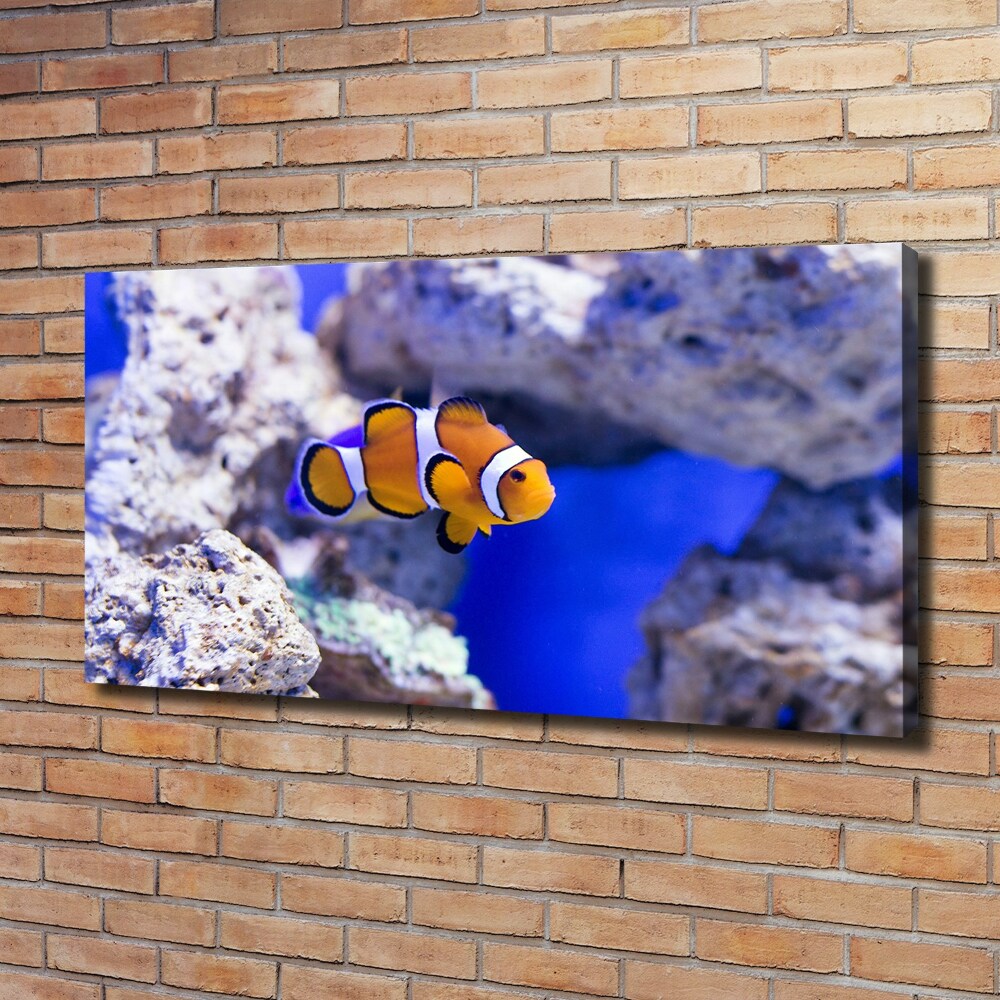 Foto obraz canvas Błazenek rafa koralowa
