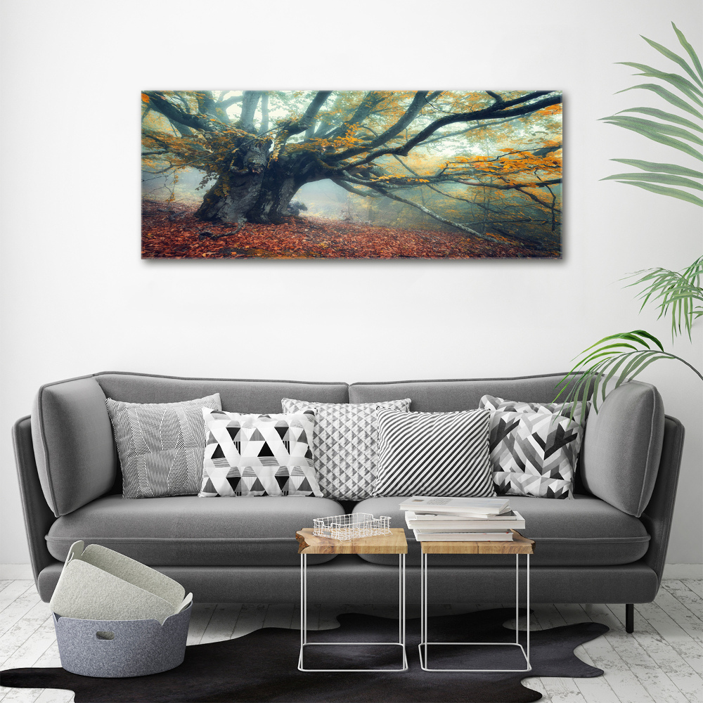 Duży Foto obraz na płótnie Stare drzewo