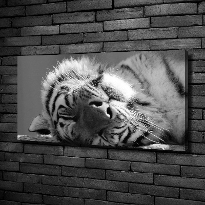 Foto obraz na płótnie Śpiący tygrys