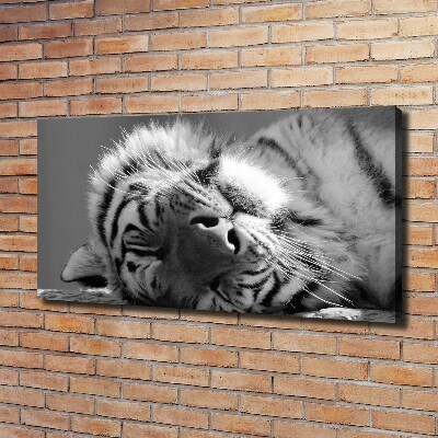 Foto obraz na płótnie Śpiący tygrys