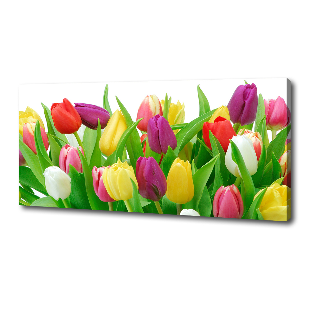 Foto obraz na płótnie Kolorowe tulipany