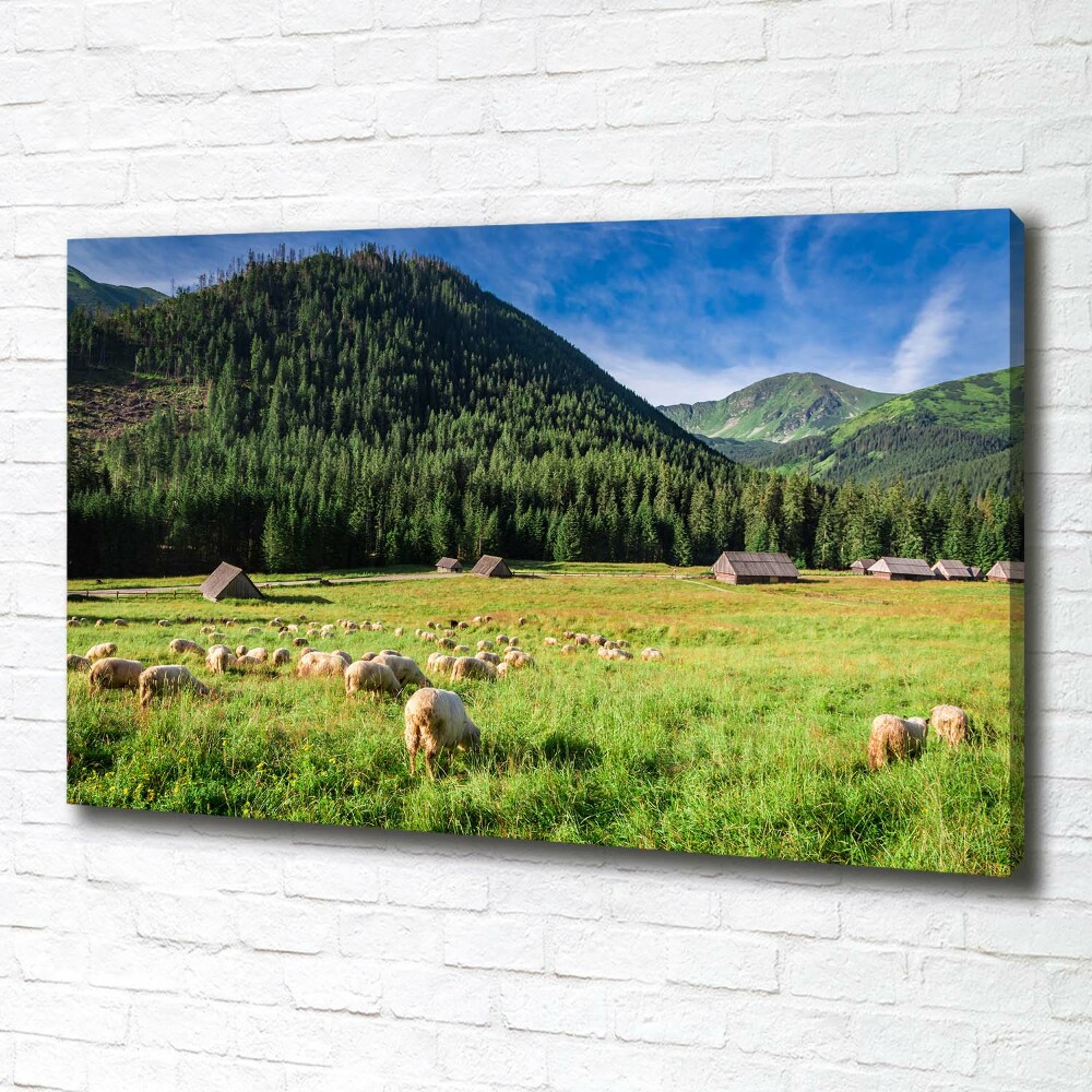 Foto obraz na płótnie Owce w Tatrach