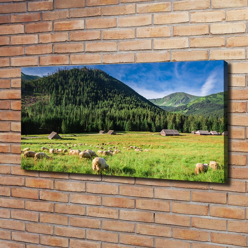 Foto obraz na płótnie Owce w Tatrach