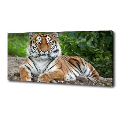 Foto obraz na płótnie Tygrys syberyjski