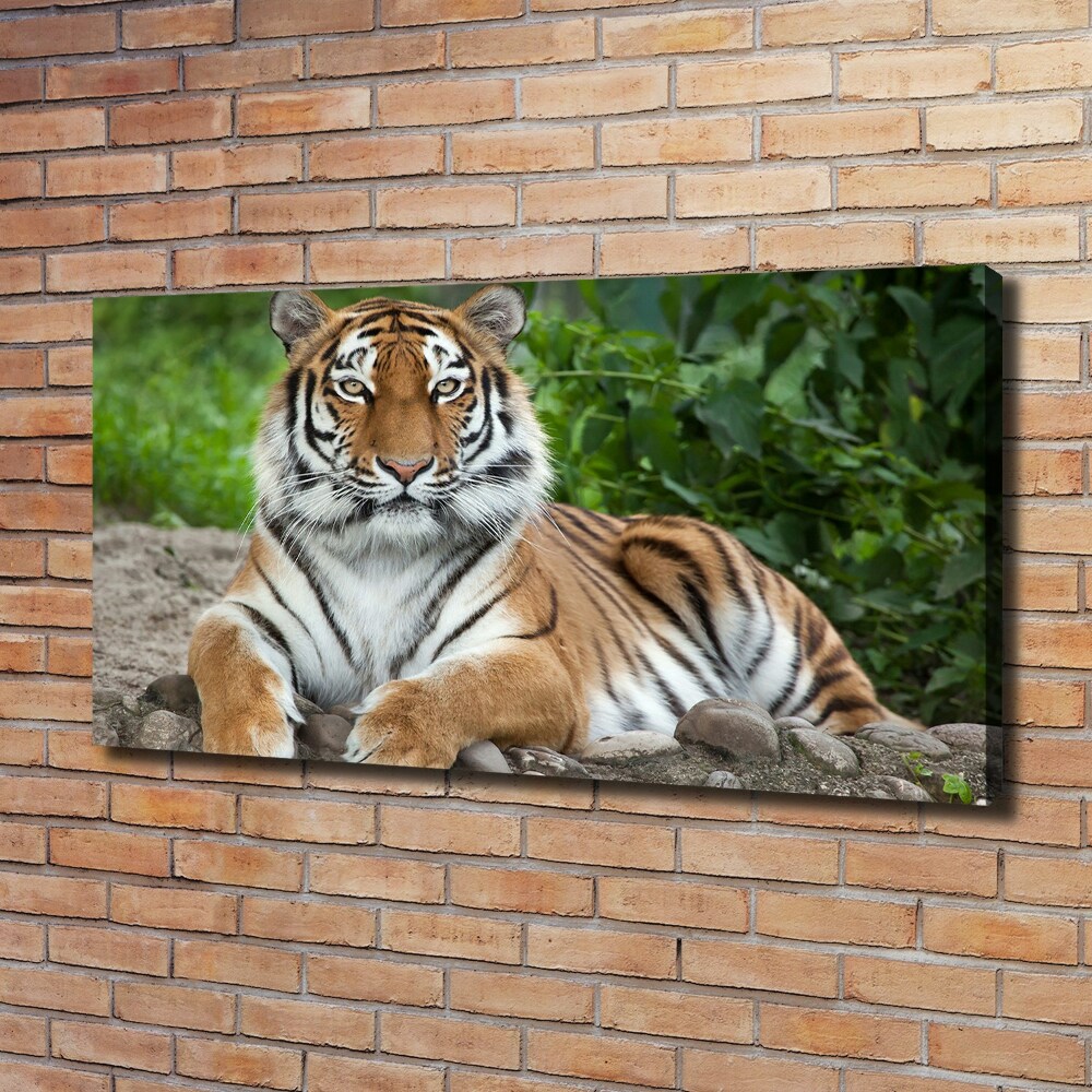 Foto obraz na płótnie Tygrys syberyjski