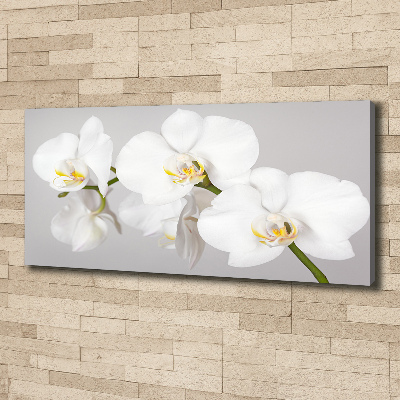 Foto obraz canvas Orchidea