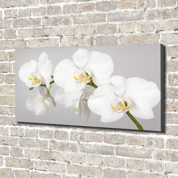 Foto obraz canvas Orchidea